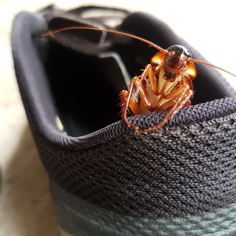 Cockroach Outbreaks