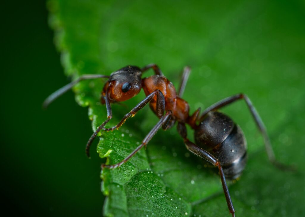 Ant on leaf