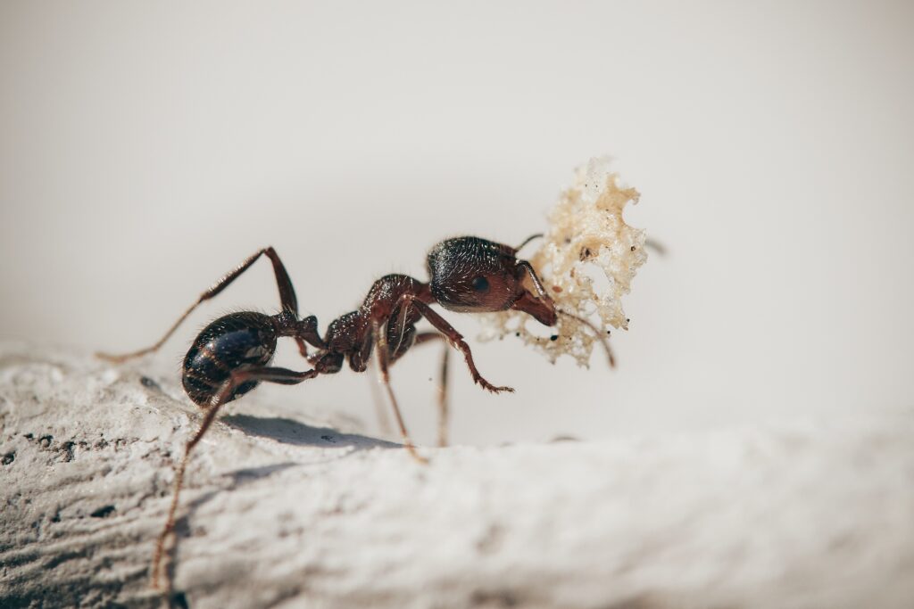 Southern Ant