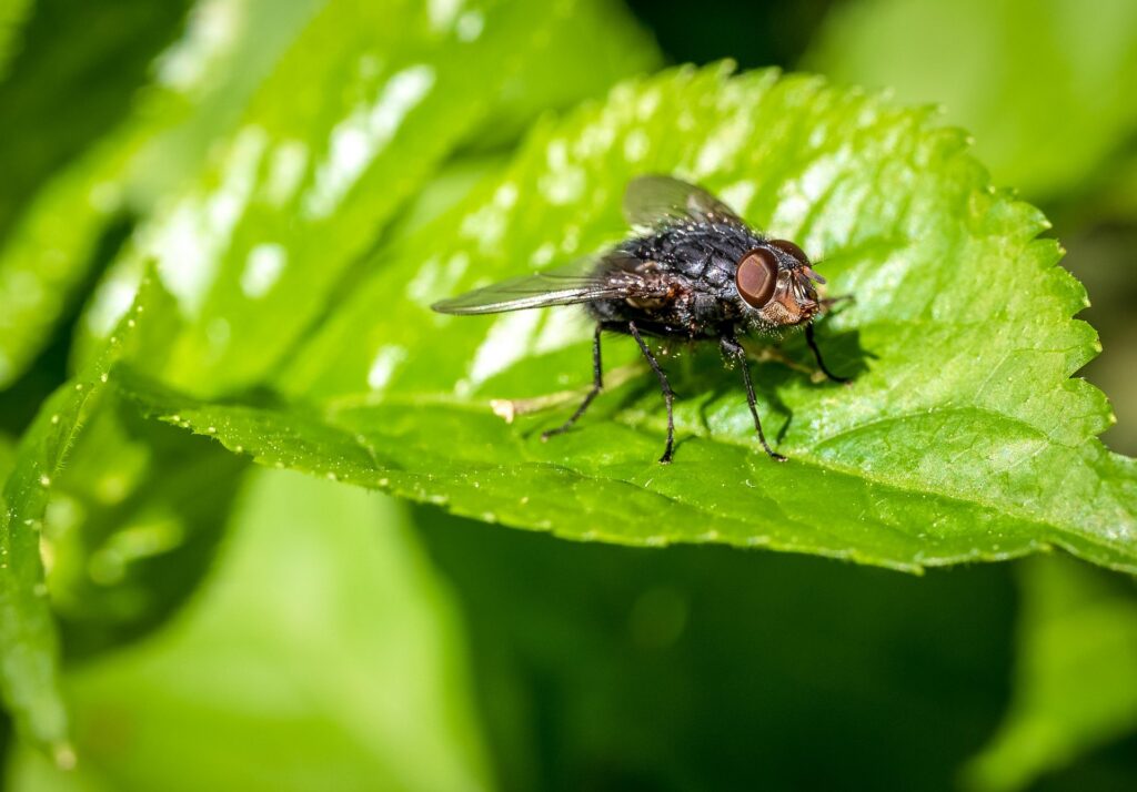 Fly standing on a leaf