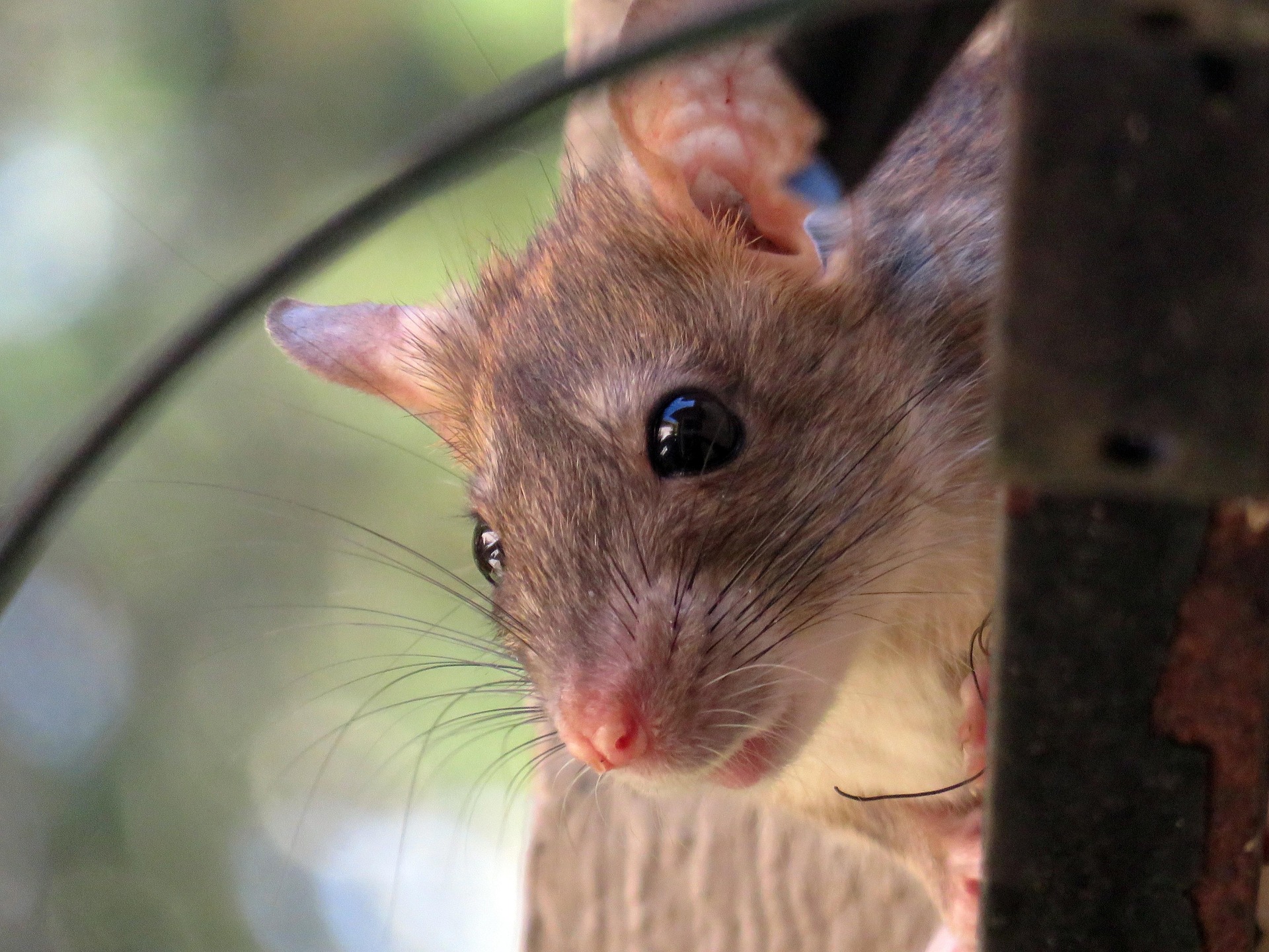 Rat in house roof