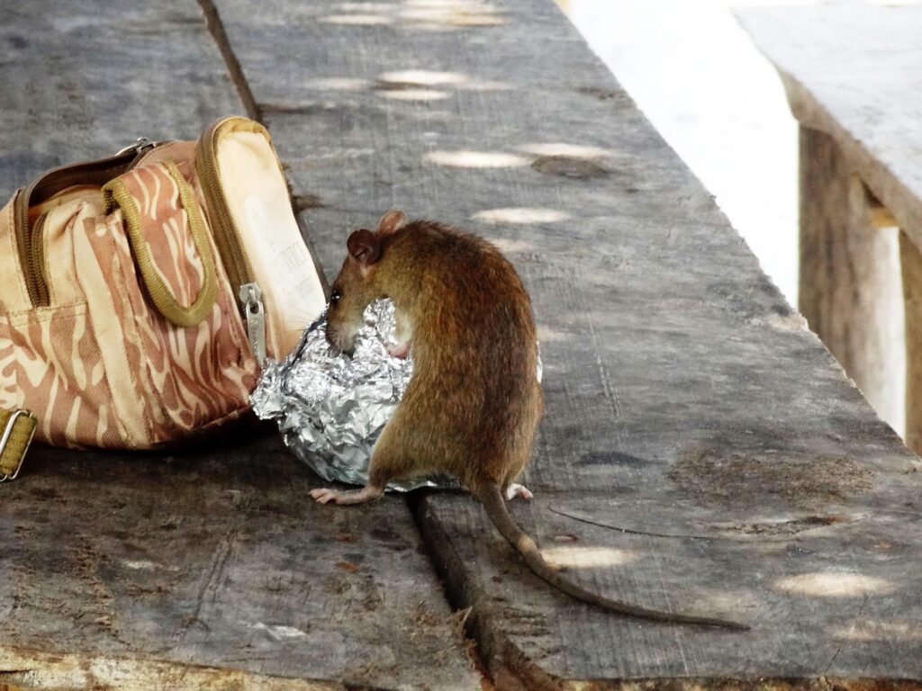 Rat eating rubbish on street