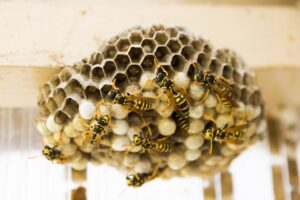 Wasp nest close up on house