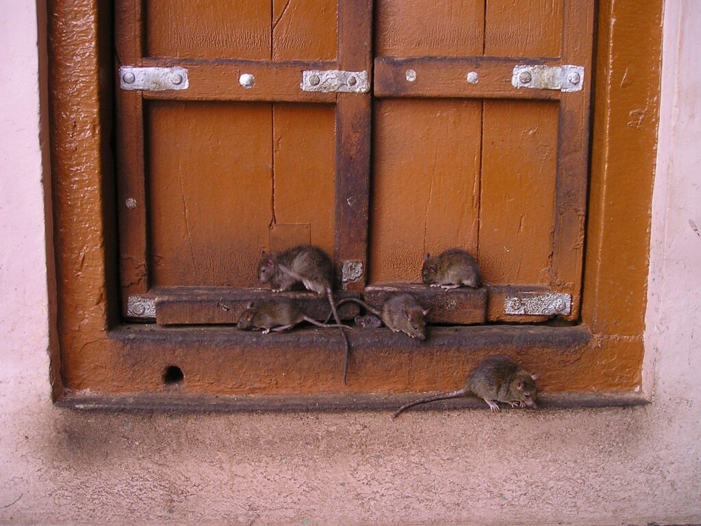 5 rats on window frame